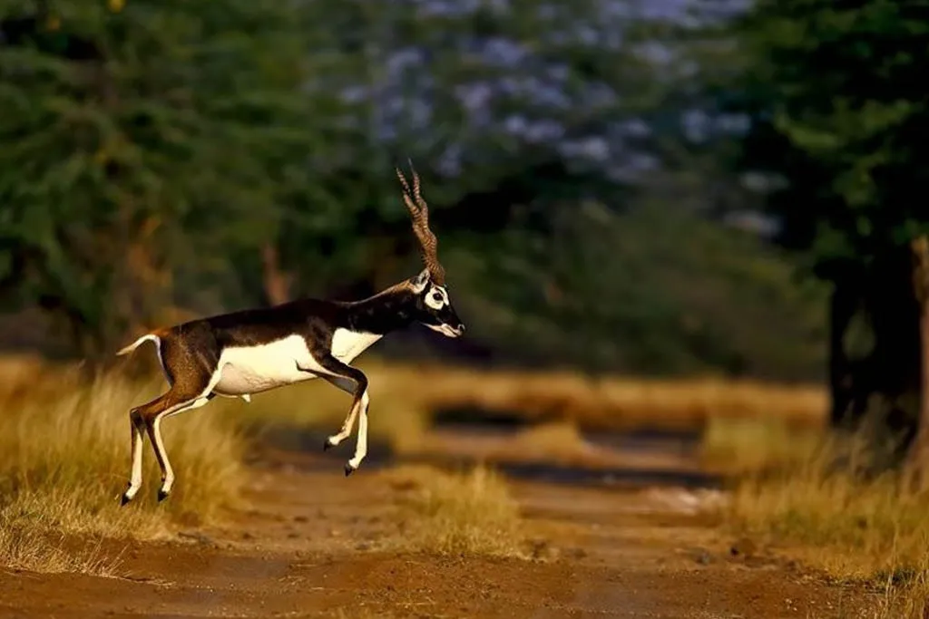 Bishnoi Villages in Protecting Blackbucks