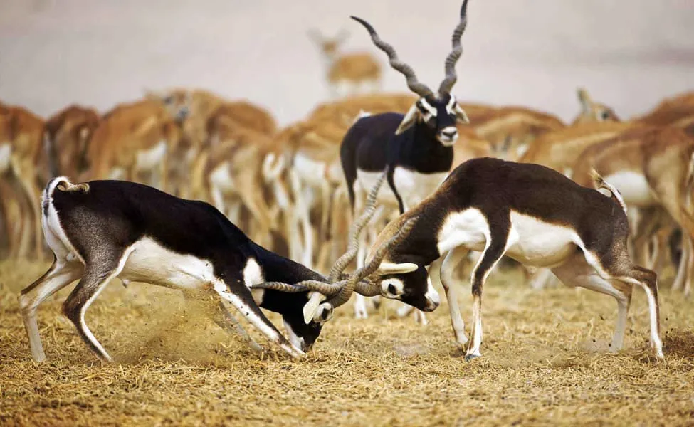 Guda Bishnoi Village Safari