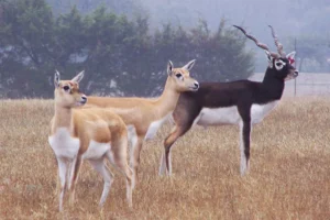 5 Facts About Blackbucks