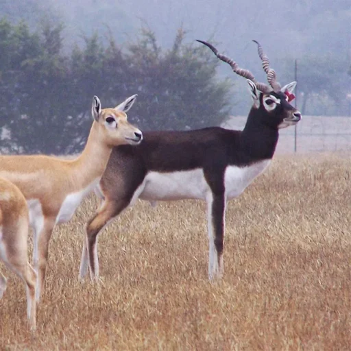 Blackbuck Safari in Bishnoi Village Jodhpur Rajasthan: A Wildlife Enthusiast’s Dream