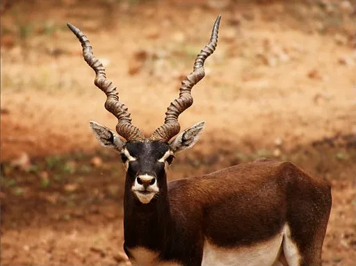 5 Facts About Blackbucks