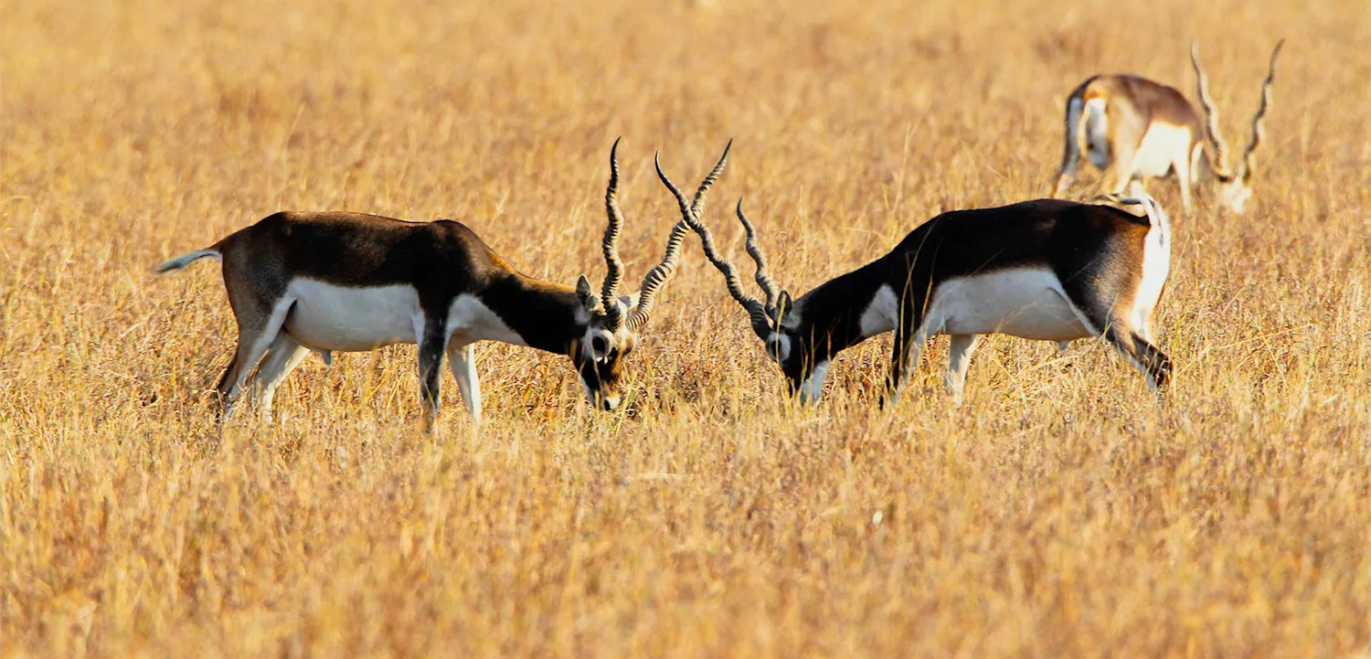 5 Facts About Blackbucks