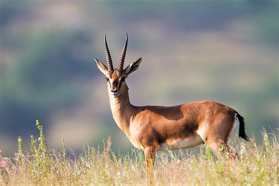 Bishnoi Village Safari: