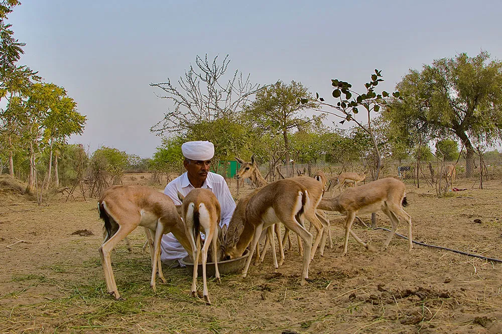 Plan a Trip to Guda Bishnoi Village Safari