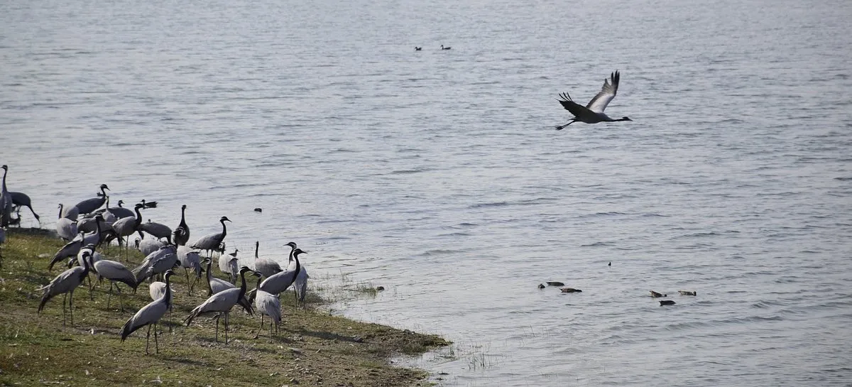 Bishnoi Village Lake