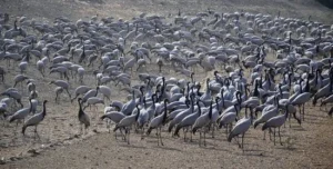 Migratory Birds guda bishnoi lake