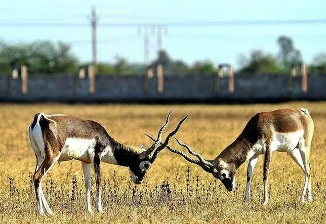 Majestic Blackbuck bishnoi village