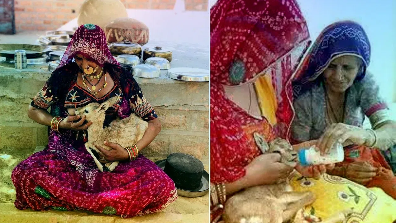 Life of a Bishnoi Villager